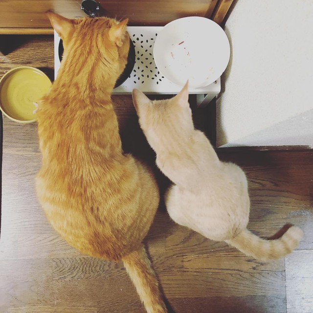 2匹目の猫、ホップくんと仲良く寄り添う