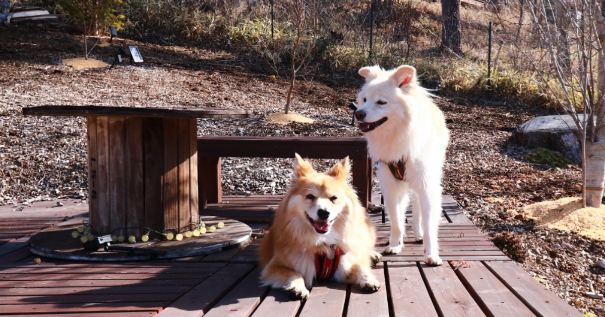 天使がいるとしたら、それは犬だ そばにいるだけで彩り豊かに