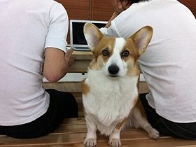 「犬や猫は家族」なら、福利厚生も人同様に　企業に拡大中