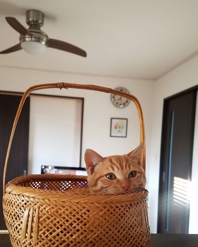 お気に入りの場所でくつろぐ