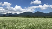 提供：ひるぜん蕎麦生産組合