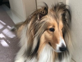 お庭で遊ぶの大好き♪　窓開けて～！と催促しちゃう　シェルティ「チェリー」