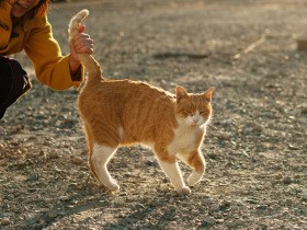 野良猫「にゃーにゃ」を迎えるために　じゃらしで遊び変化をよく見て頃合いを待つ日々