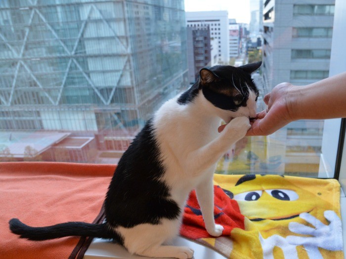 窓の向こうは都心のビル群