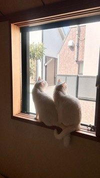 「仲良くお外をニャルソック中」（提供：ぽむりんとぽわたんさん）