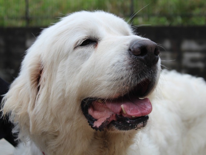 優しい顔立ちのポーラ