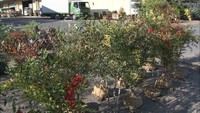 市場で植木のとめ市　門松に飾り付ける千両や南天など約60種類、2600本が並ぶ　岡山市