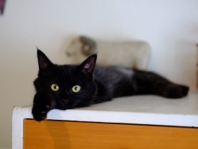 妻の「作戦勝ち」で黒猫を迎えた夫婦　すると反対していた夫が大変身！猫にメロメロに