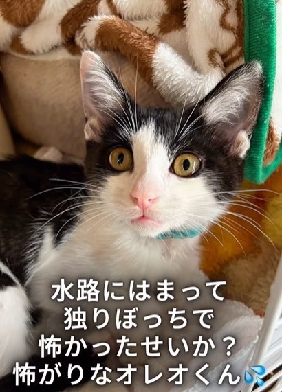 水路にはまって独りぼっちで怖かったせいか？怖がりなオレオくん
