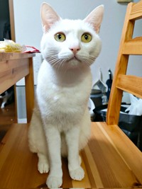 美ニャンへと成長したるるさん（画像提供：あるくきくらげさん）