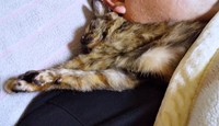 パパと一緒にすやすや眠るぽんずちゃん（画像提供：きのひとまるさん）