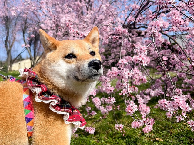 クロアチアの満開の桜の木の下にて(画像提供：柴犬ももっぷ クロアチアさん)