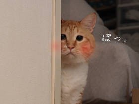 お太りさま猫「ぐっぴー」　バレンタイン完全スルーの飼い主に、ガラス越しの実力行使