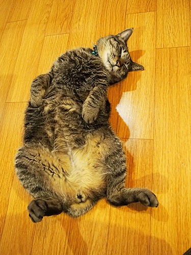 接客はチーちゃん任せ