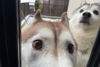 ハマジさんが撮影していることに気づいたハスキーお嬢さんたち（提供：ハマジさん @xxhama2）