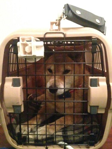 コマンドもきくようにようになった