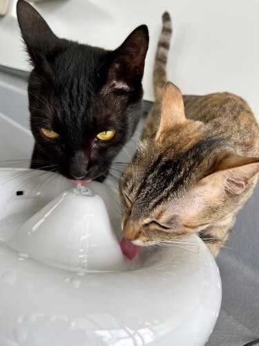 「坂上パパの連載が始まったよ」「うん、知ってる！」