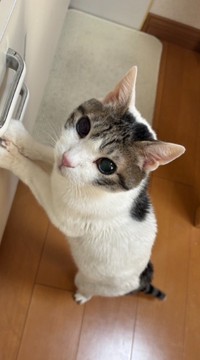 20歳には見えない毛ヅヤの良さにビックリ！