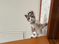 降りられなくて唇を噛み締めるきなりちゃん（提供：せこなおさん）