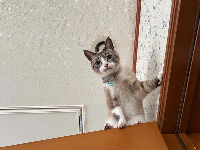 降りられなくて唇を噛み締めるきなりちゃん（提供：せこなおさん）