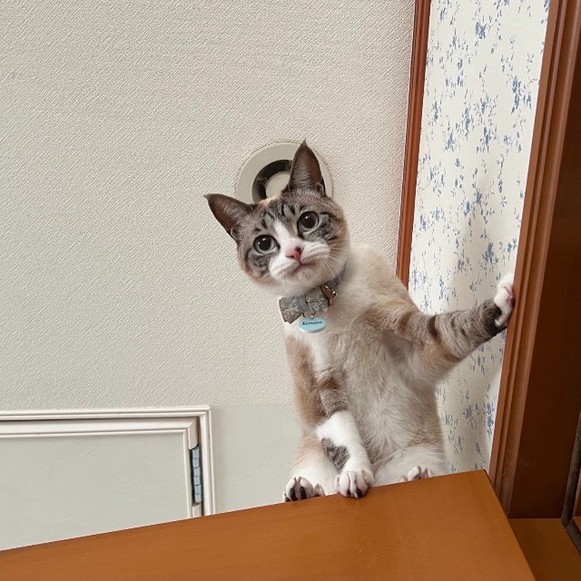 降りられなくて唇を噛み締めるきなりちゃん（提供：せこなおさん）