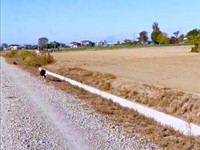 何度か捕まえようと奮闘しながら、そのまま影を追って駆け抜けていくディークスくん（画像提供：A&Dさん）