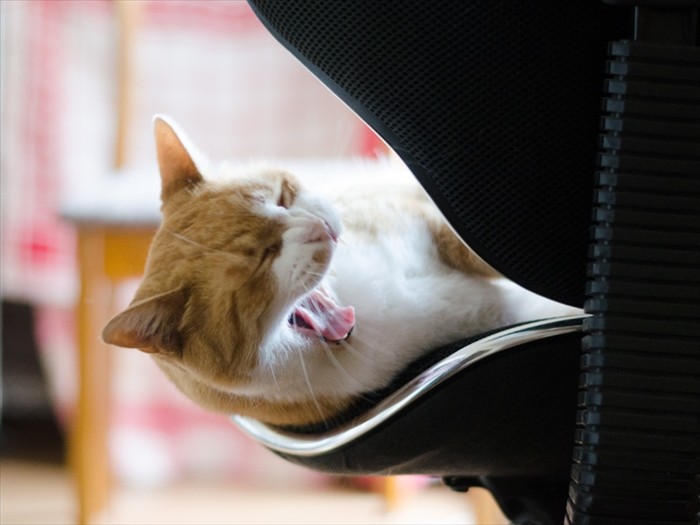 「写真はもういいでしょ、なでなよ」（小林写函撮影）