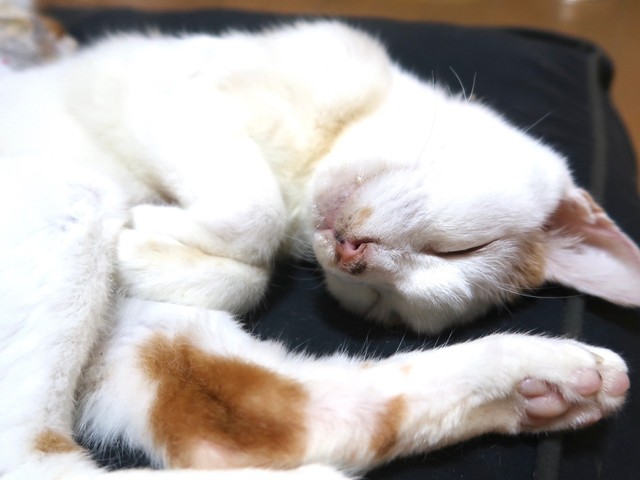 お気に入りのドギボーで一休みするチロル君