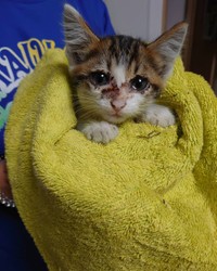 保護された日、うるうるした瞳が幼気