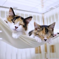 子猫時代、ハンモックに入ってくつろぐチョモちゃん（左）とタンモちゃん（右）（画像提供：ねこねこ空港さん）