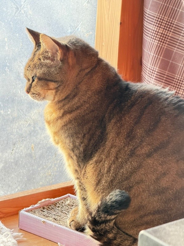 窓辺でニャルソックするさくらちゃん（画像提供：どっちさん）