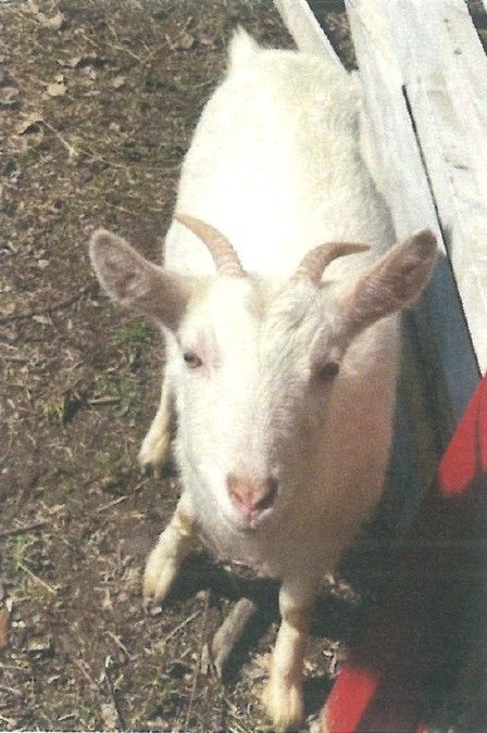 癒やしと交流の場 マイクロヤギが仲間入りでヤギ3匹に 高松市・仏生山