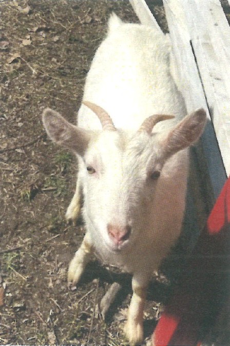ハイジ　平井料理システム提供