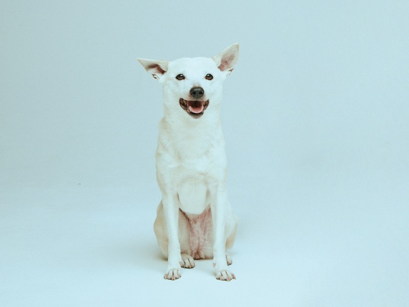 人間顔負けの演技力を見せたちえちゃん