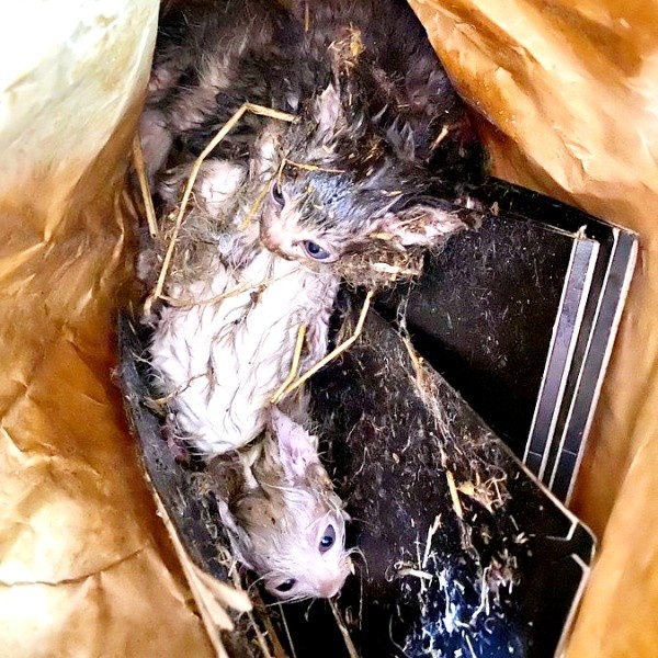 一瞬、猫かもわからない状態で捨てられていました（画像提供：おゆちゃんさん）