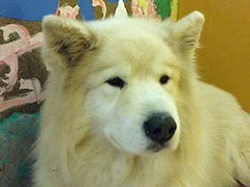 保護犬の預かりボランティアをスタート！　初めて来たのは大きな老犬の「タケ」だった