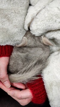 「出会った日、私の腕の中で寝始めたちゅちゅ」（提供：ちゅちゅさん）