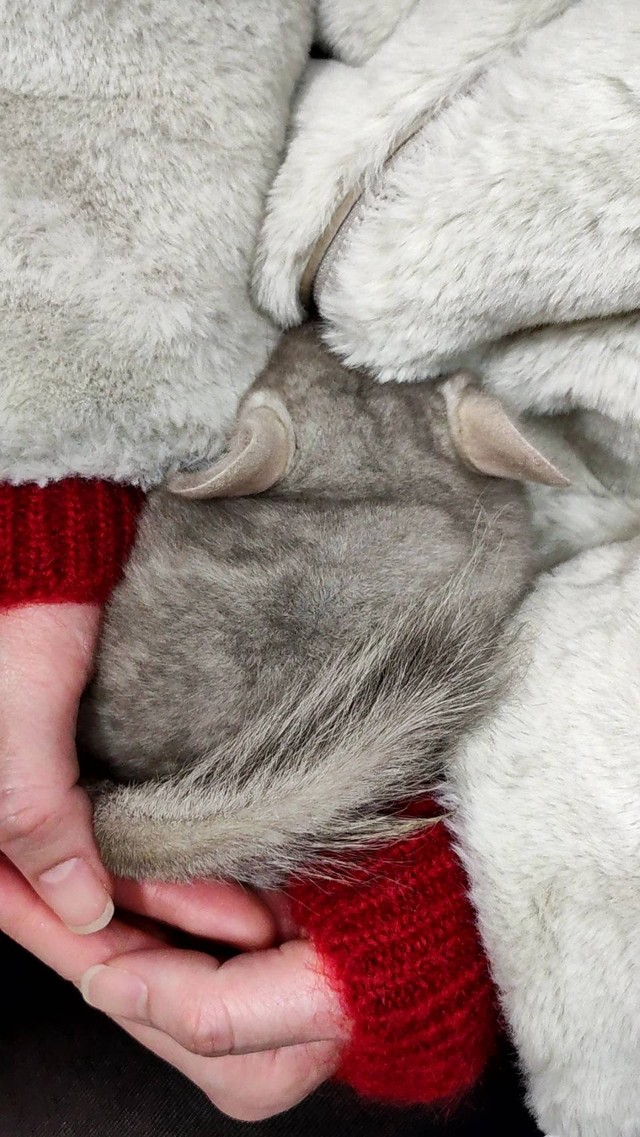 「出会った日、私の腕の中で寝始めたちゅちゅ」（提供：ちゅちゅさん）