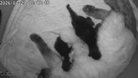 出産用の段ボールの中にカメラを設置したので、出産中の様子もすべて動画に収めました。これは出産を終えてひとだんらくしておっぱいを飲んでいるところ。