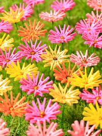 圧巻の洗濯バサミのコスモス畑！（提供：洗濯バサミフォトグラファー・岡本なうさん）