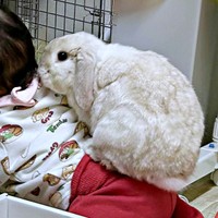 「そこ、ぼくのお部屋だよ」 背中にのってアピールするまふぃんくん（画像提供：まふぃん君さん）