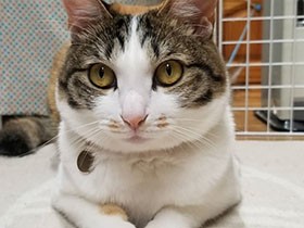 おもちゃにバッチリ狙いを定めて準備OK　旅する三毛猫「福」