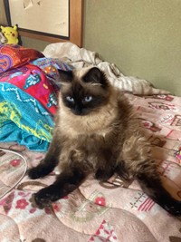 カボチャに轢かれてしまったぺるくん（やーこさん提供）