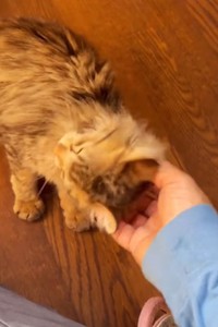 とっても人懐っこい！（「mobimo/ミケ・ポコア・TNRクロコのびのび暮らし」さん提供、Instagramよりキャプチャ撮影）