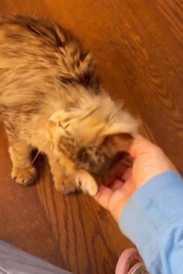 とっても人懐っこい！（「mobimo/ミケ・ポコア・TNRクロコのびのび暮らし」さん提供、Instagramよりキャプチャ撮影）