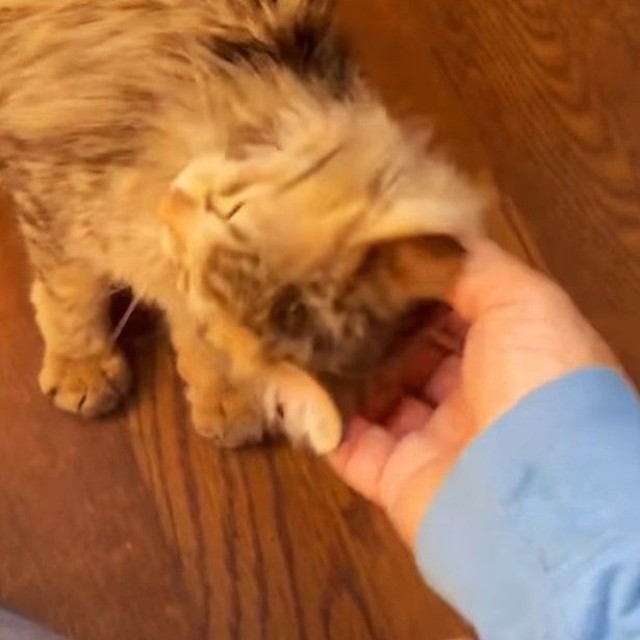 とっても人懐っこい！（「mobimo/ミケ・ポコア・TNRクロコのびのび暮らし」さん提供、Instagramよりキャプチャ撮影）