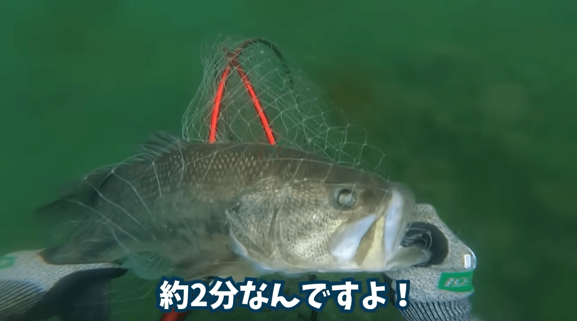 卵を守るバスは捕獲しやすい