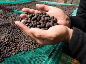 知られざるコーヒー豆生産大国ベトナムに変化の兆し、高級豆を少数民族と育てる日本人