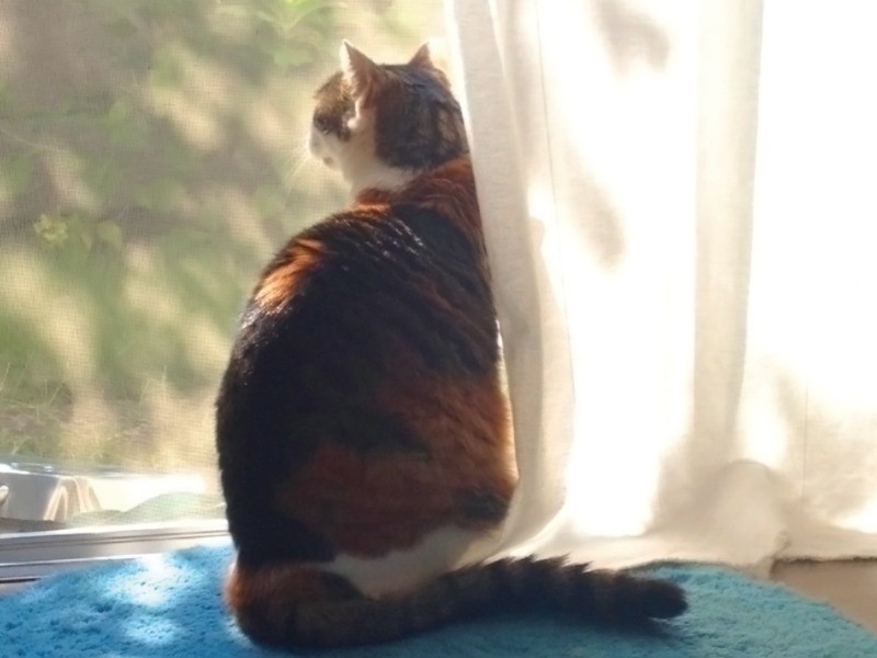 ポチがよくいた場所（山田さん提供）