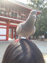 鳩の餌を手に持ったとたん、群がってきたそうです（提供：亜和さん）